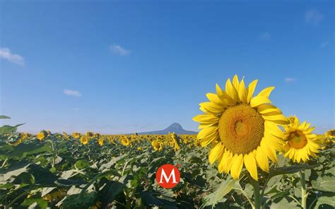 Campo De Girasoles En Tamaulipas Anuncia Fecha De Apertura Grupo Milenio