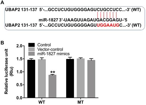 Circular Rna Hsa Circ Promotes Tumorigenesis Of Hepatocellular