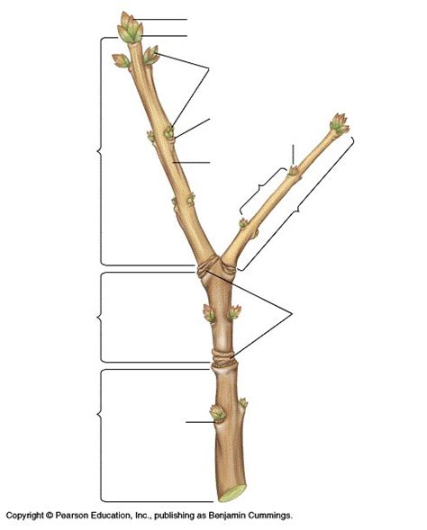 Typical Woody Stem Diagram | Quizlet