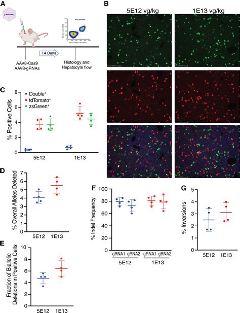 Temporal Restriction Of Cas Expression Improves Crispr Mediated