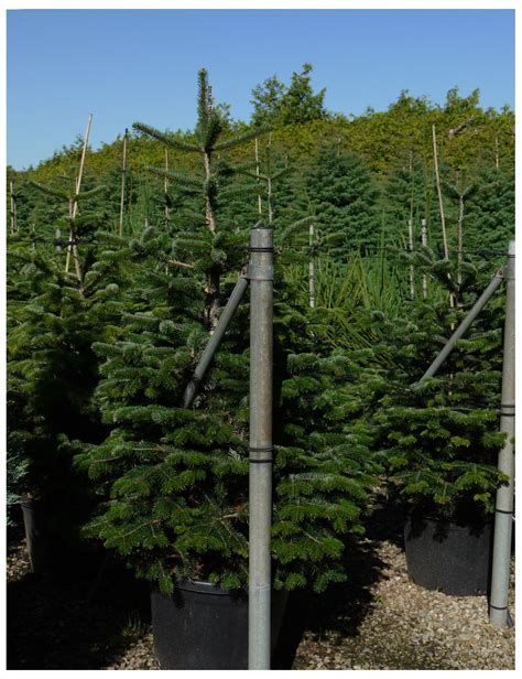 Abies Nordmanniana Sapin Du Caucase Conditionnement Taille En Pot