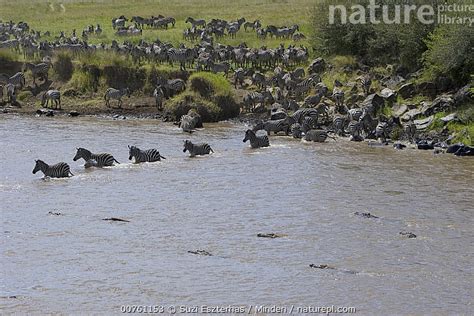 Stock Photo Of Nile Crocodile Crocodylus Niloticus Hungry Adults