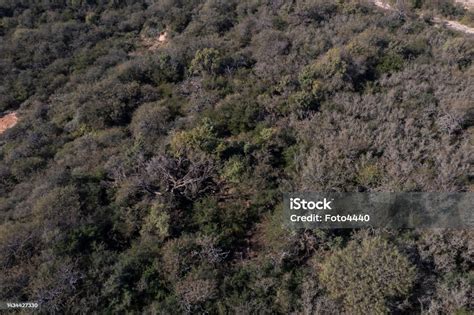 Pampas Forest Calden Tree Prosopis Caldenia Endemic Species In La Pampa