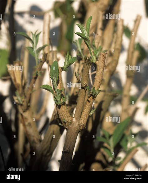 Buddleia davidii pruning hi-res stock photography and images - Alamy