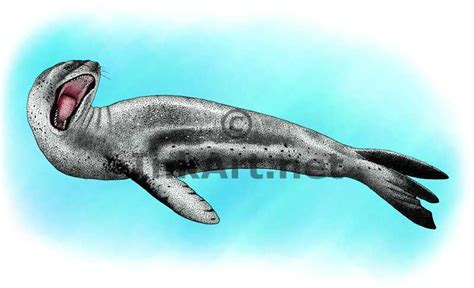 Leopard Seal Drawing at GetDrawings | Free download