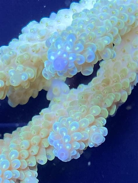 Wysiwyg Acropora Premium Korallen Kaufen Steinkorallen Korallen