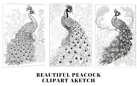 Peacock Black and White Sketch Graphic by lightcameraactionschool ...