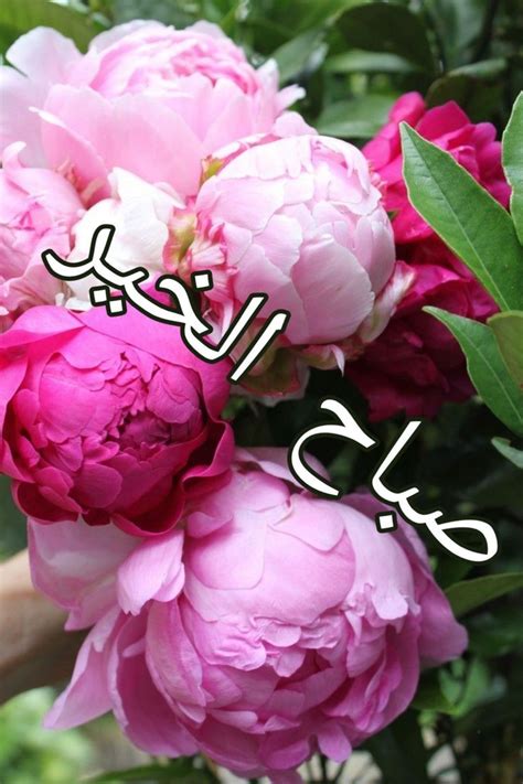 صباح الخير Morning Images with Beautiful Pink Flowers