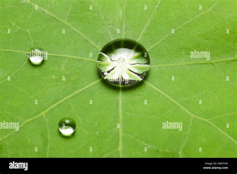 Lotus Effect With Water Drop On Lotus Leaf Stock Photo Alamy