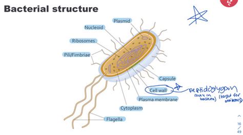 Bacteriology Flashcards Quizlet