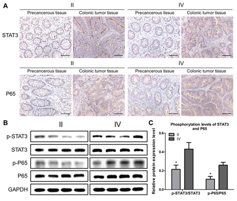 Corrigendum Lypd Regulates The Proliferation And Migration Of