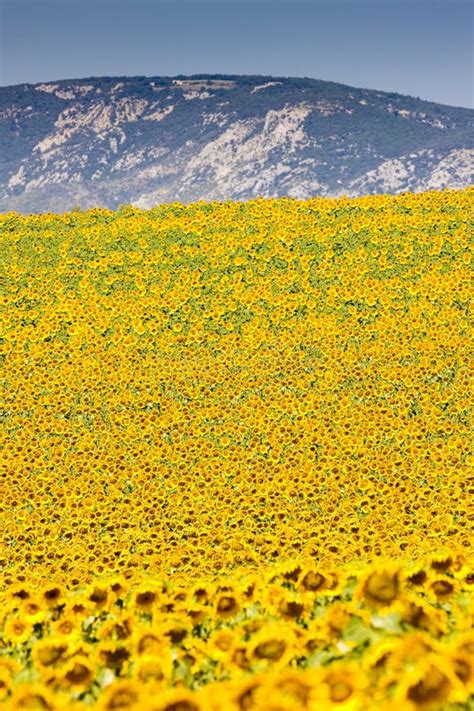 Daffodil Fields Stock Image Image Of Pattern Blowing 2197163