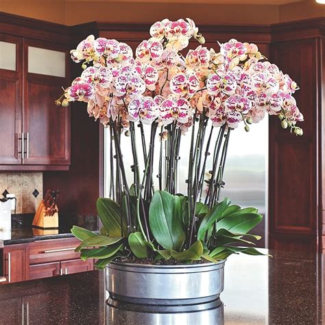 6 Beautiful Phalaenopsis Orchid Arrangement Ideas