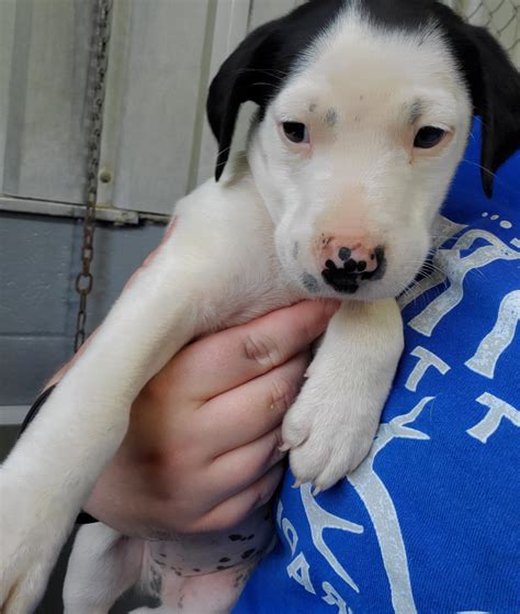 meet damon stefan elena paris animal welfare society facebook
