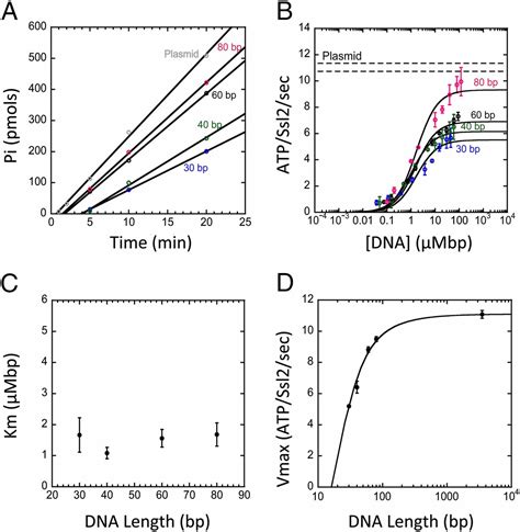 Double Stranded Dna Translocase Activity Of Transcription Factor Tfiih