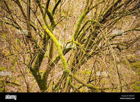 Moss Covered Tree Branches Stock Photo Alamy