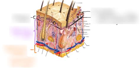 The Dermis and Hypodermis Diagram | Quizlet