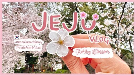 Jeju Vlog Cherry Blossom Youtube