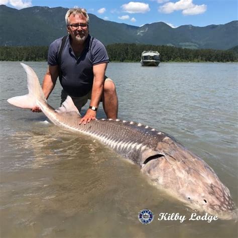 Sturgeon Fishing Chilliwack Kilby Lodge In Sturgeon Fish