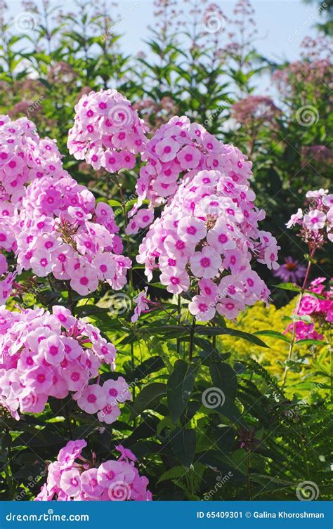 Flowers Of Pink Phlox Closeup Stock Image Image Of Floriculture