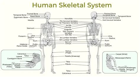 Anatomy And Physiology Of Human Skeletal System