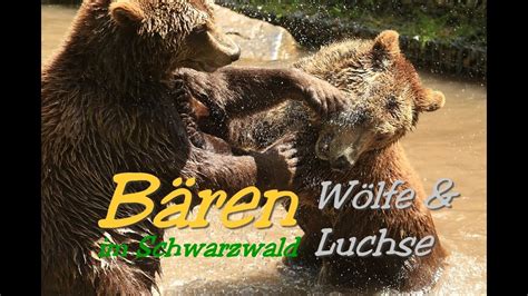 B Ren W Lfe Luchse Im Schwarzwald Alternativer Wolf Und B Renpark