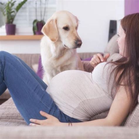 Una Mujer Queda Embarazada De Un Perro