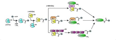 Cellular Machinery Involved In Ubiquitination Protein Ubiquitination