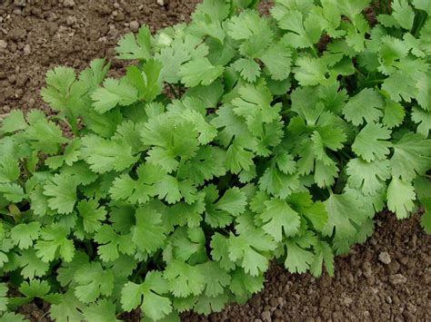 Cilantro Propiedades Beneficios Para Qu Lo Podemos Usar