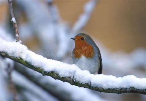 Robin Bird In Winter Snow Tree Stock Image - Image: 78541