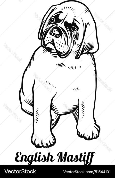 Puppy English Mastiff Dog Breed Funny Royalty Free Vector