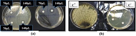 A Typical Image Of The Inhibition Zone Against Staphylococcus Aureus