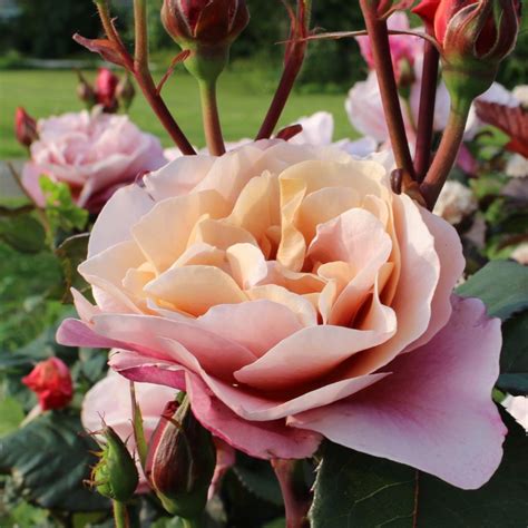 Rosa ‘distant Drums In 3 Gallon Pot Fraser Valley Rose Farm