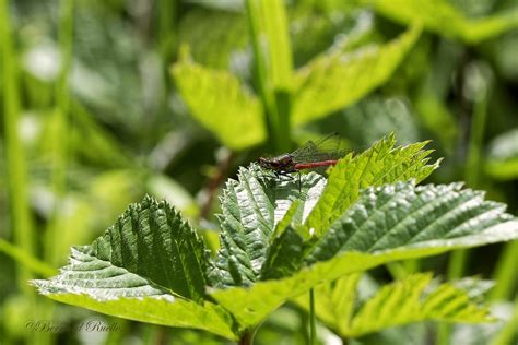 Petite Nymphe Au Corps De Feu Pyrrhosoma Nymphula Flickr