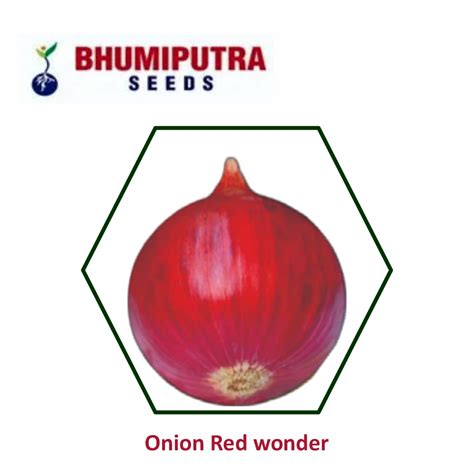 BHUMIPUTRA Hybrid Onion Red Wonder Seeds 500 GM LeafConAgro