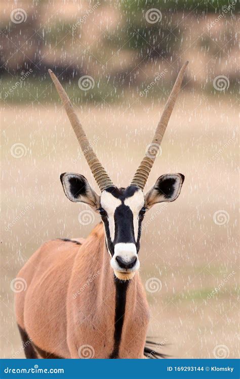 The Gemsbok Or Gemsbuck Oryx Gazella Is A Large African Antelope With