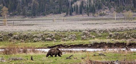 Why Are Grizzlies Endangered