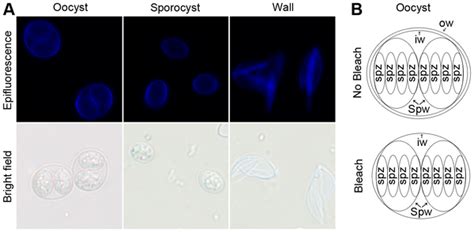 Toxoplasma Gondii Oocyst