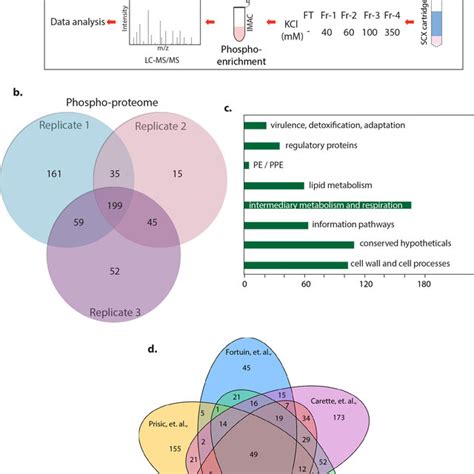 Phosphoproteome Of Mtb A Schematic Workflow Of The Phosphoproteomic