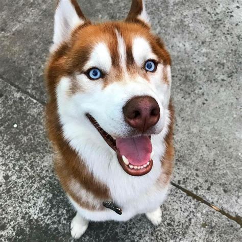 Red Siberian Husky Puppies With Blue Eyes