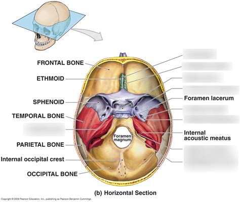 Horizontal Section Of The Skull Diagram Quizlet