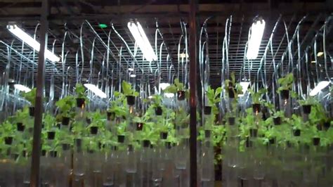 Hydroponic Lettuce Production By Plant Lab University Of California