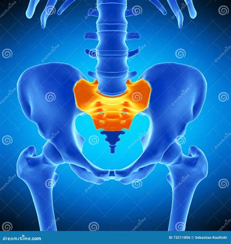 Der Sacrum Stock Abbildung Illustration Von Medizinisch 73211806