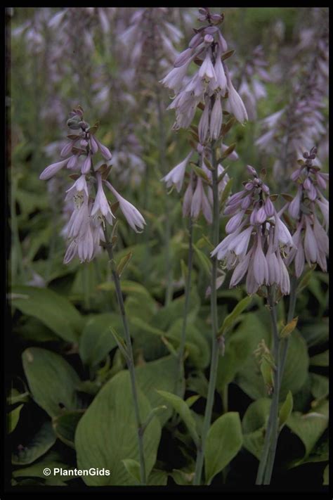 Hosta Fortunei Hyacinthina