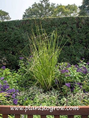 Vetiver Vetiveria Zizanioides Plants To Grow Plants Database By