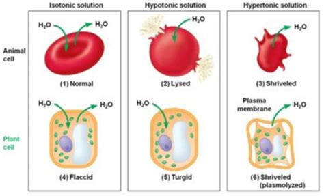 Exam Ch Diffusion Osmosis And Tonicity Flashcards Quizlet