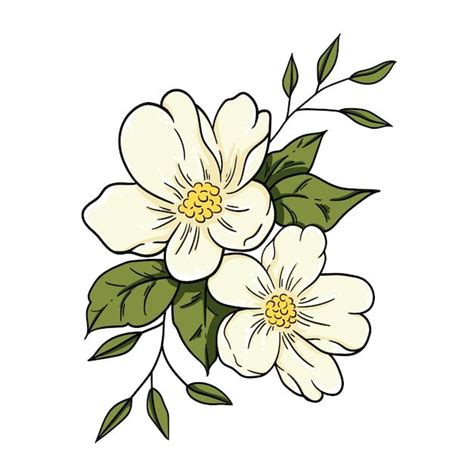 Flor de jazmín de ilustración vectorial Premium Vector Freepik