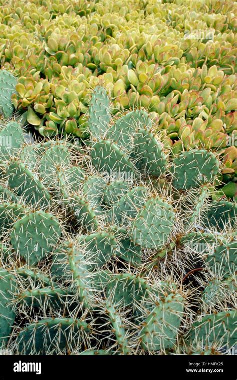 Cactaceae Succulents Hi Res Stock Photography And Images Alamy