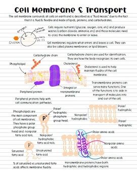 Ap Biology Cell Membrane Cell Transport Notes By Hey Now Science