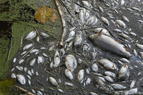 オーデル川の魚大量死は「人為的災害」 独環境省 写真3枚 国際ニュース：afpbb News